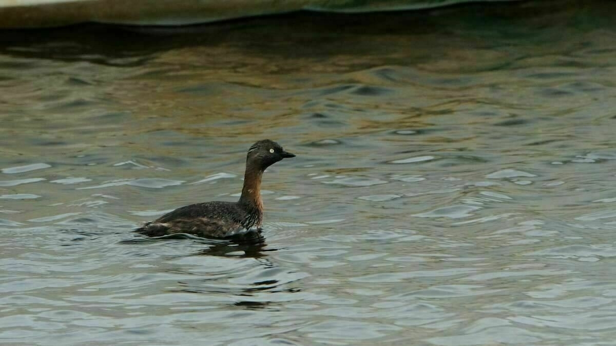 Small water bird with long neck and beady eye floating on a small lake.